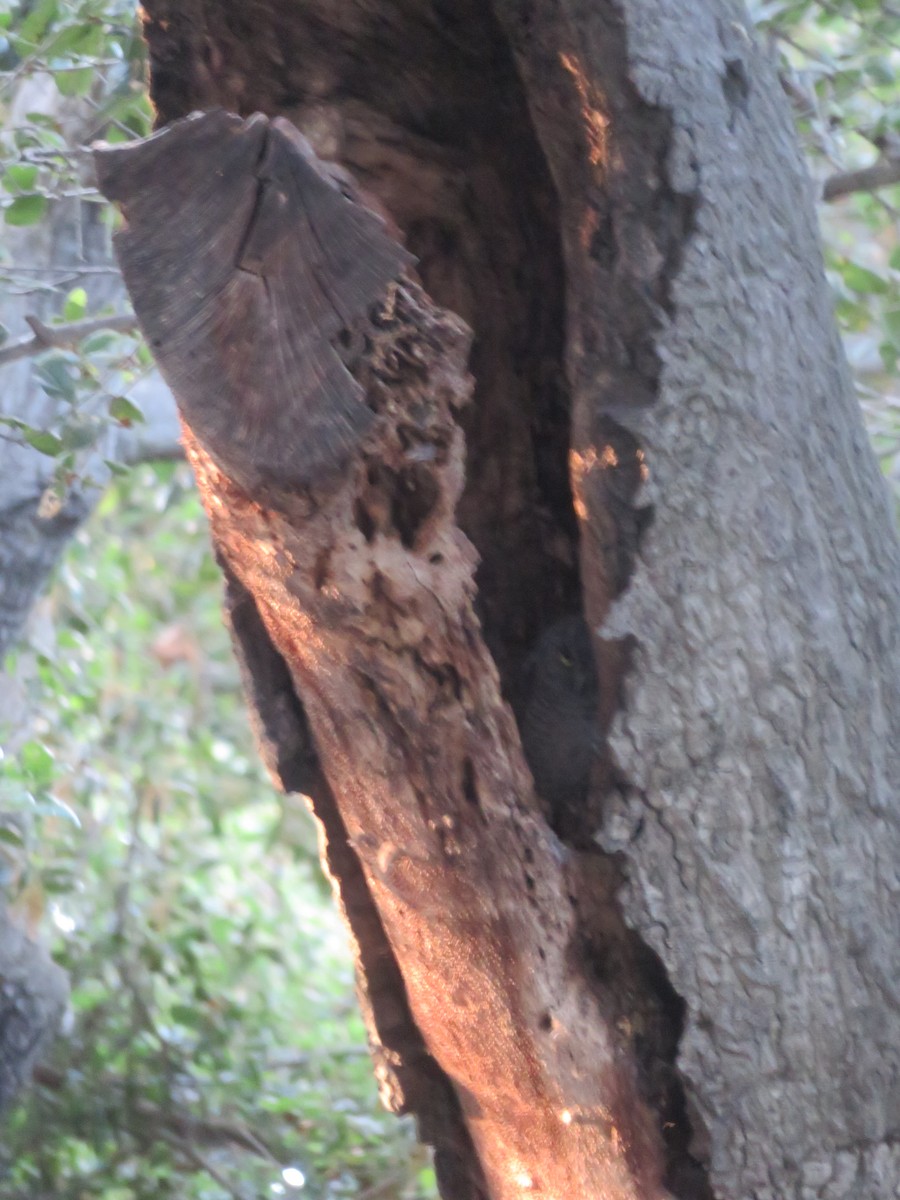 Western Screech-Owl - ML618175482