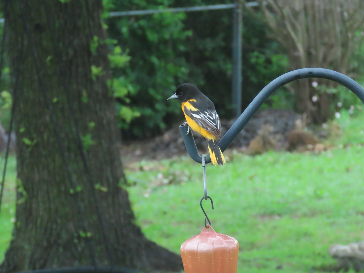 Baltimore Oriole - Kathy Cantu