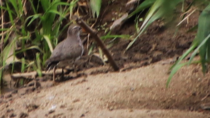 Spotted Sandpiper - Betty Thomas