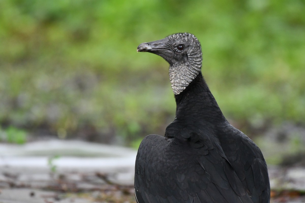 Black Vulture - Brandy Falise