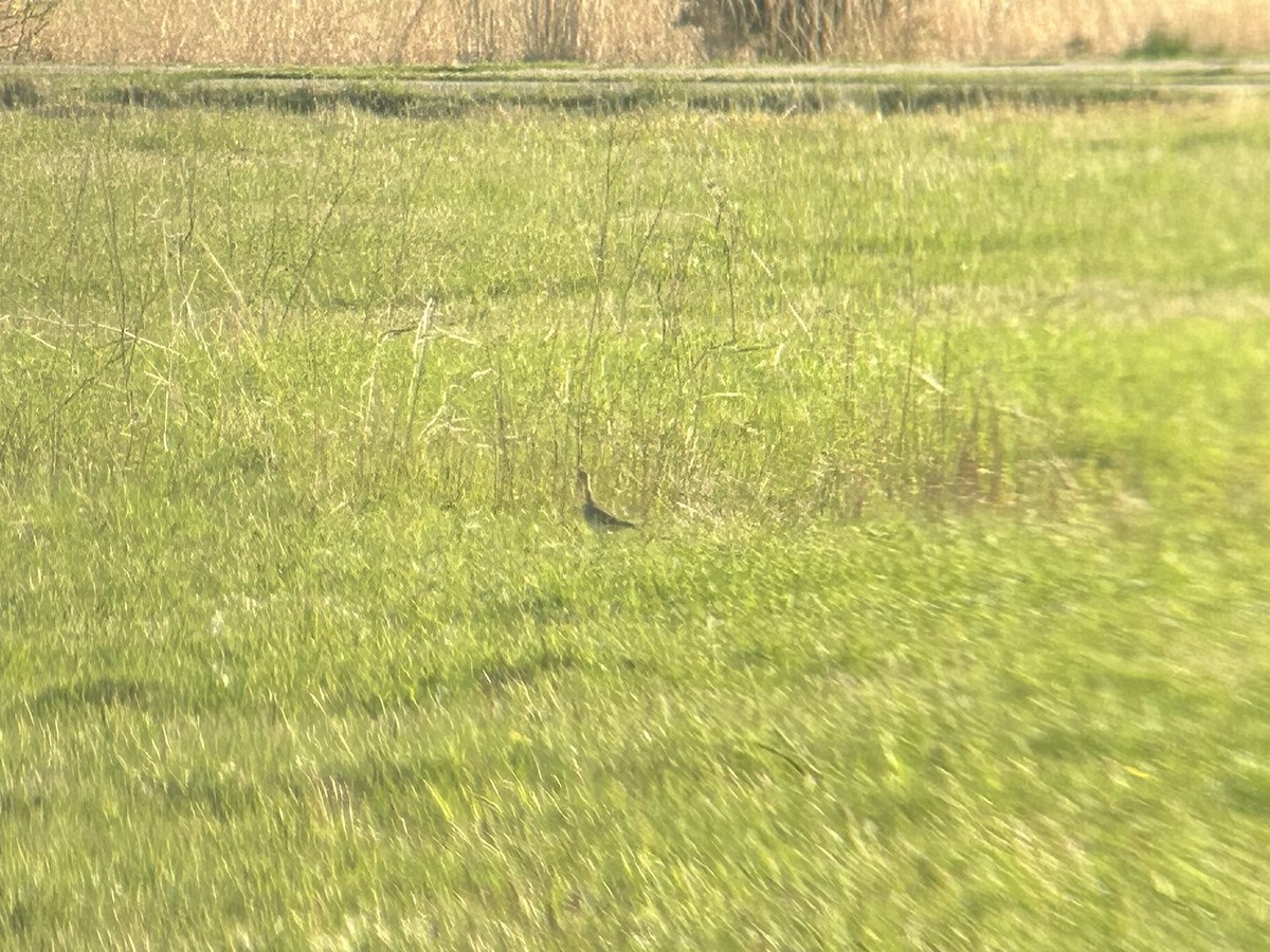 Upland Sandpiper - Matthew Garvey