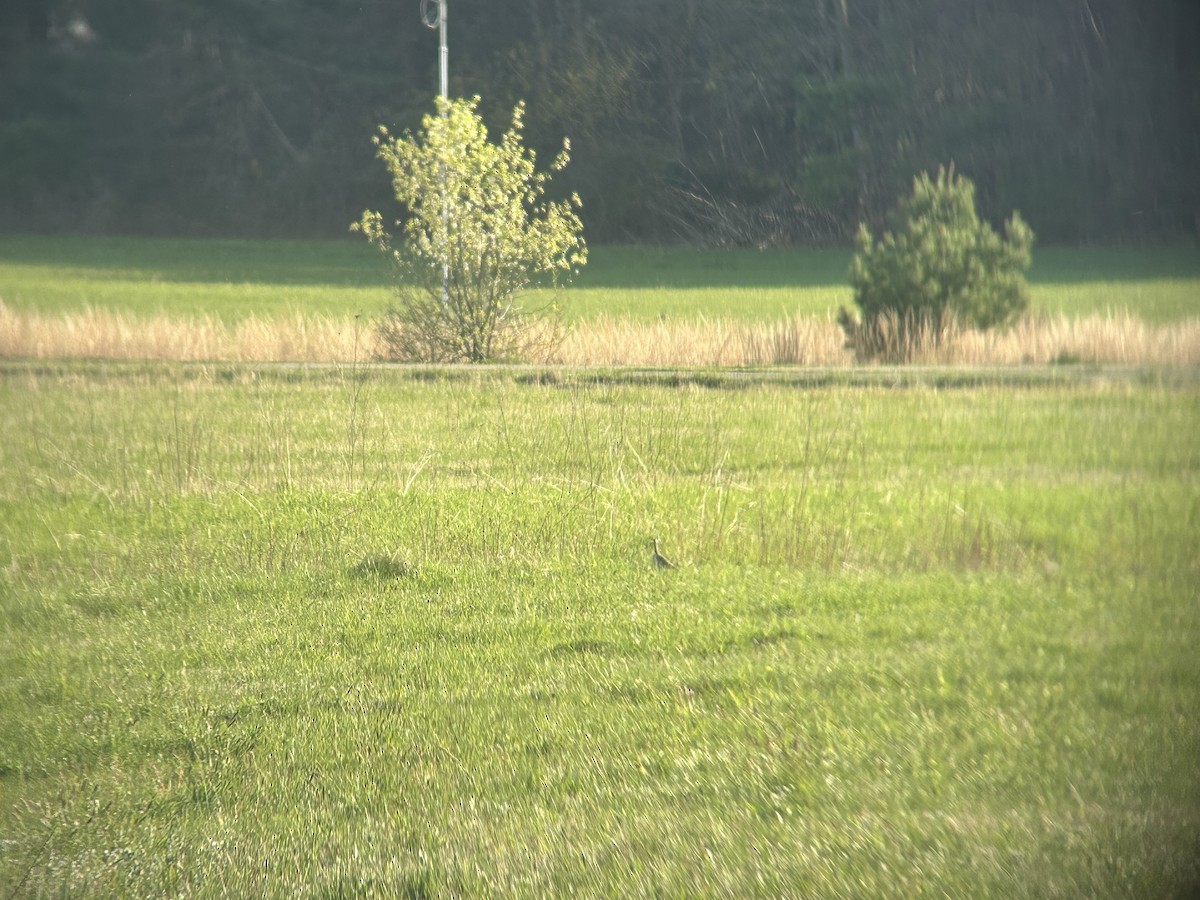 Upland Sandpiper - Matthew Garvey