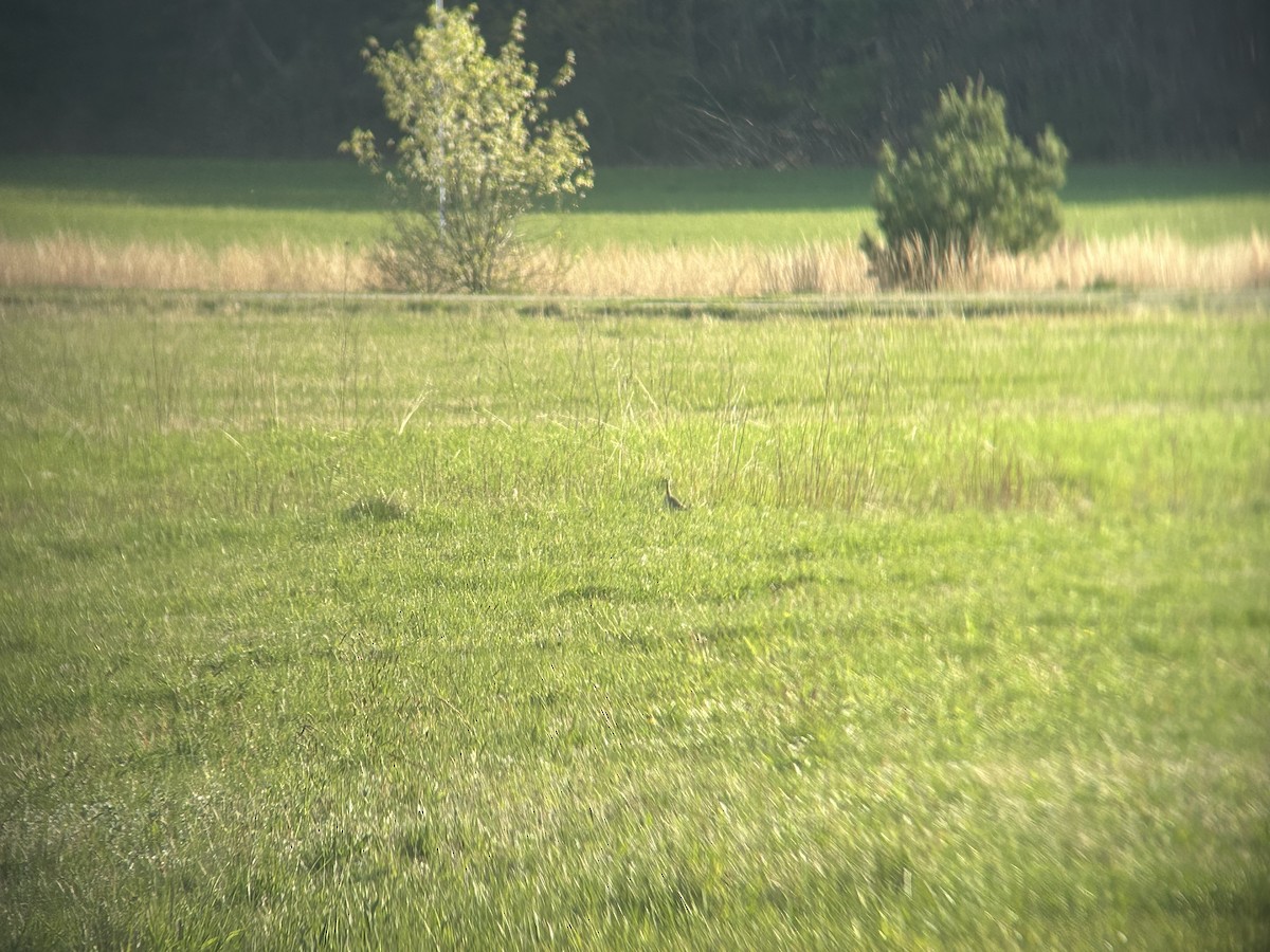 Upland Sandpiper - Matthew Garvey