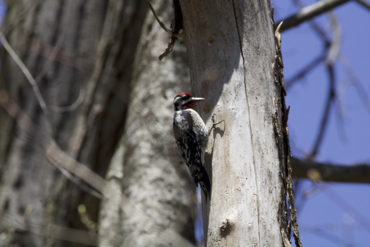 Yellow-bellied Sapsucker - Frank Bowrys