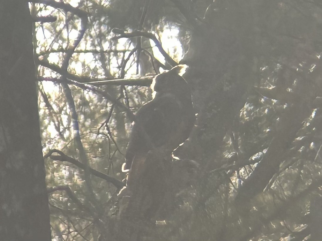 Great Horned Owl - Matthew Garvey