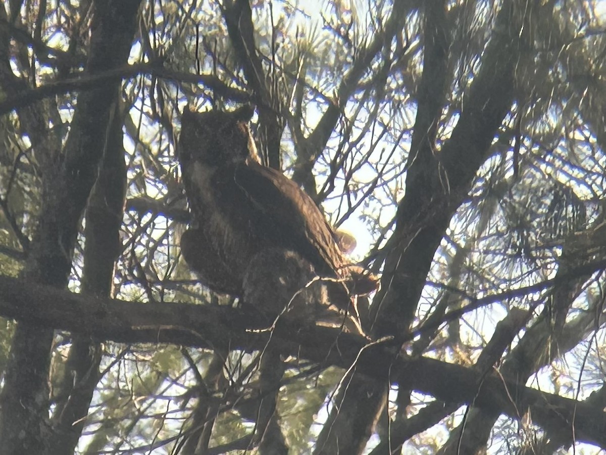 Great Horned Owl - ML618175555