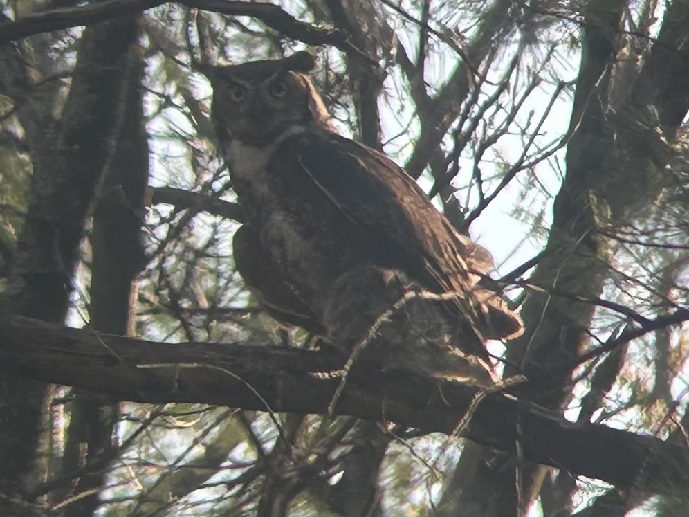 Great Horned Owl - Matthew Garvey