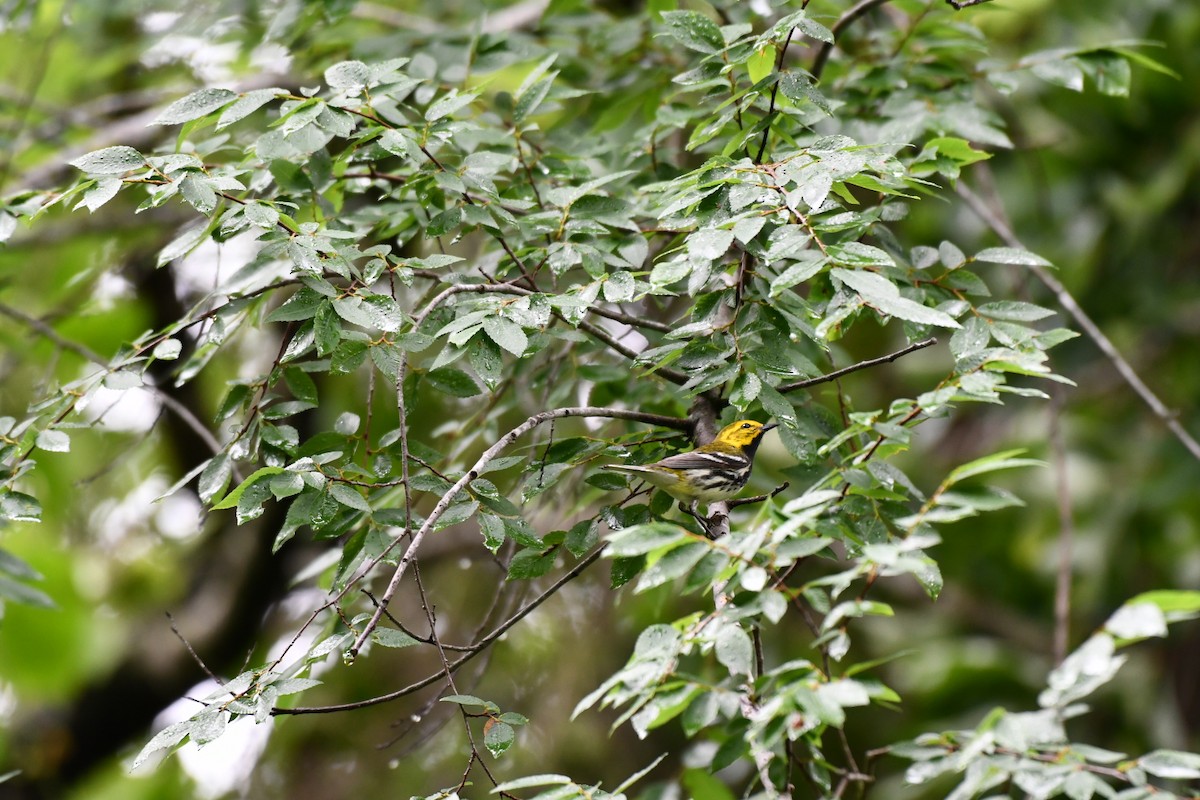 Black-throated Green Warbler - Brandy Falise