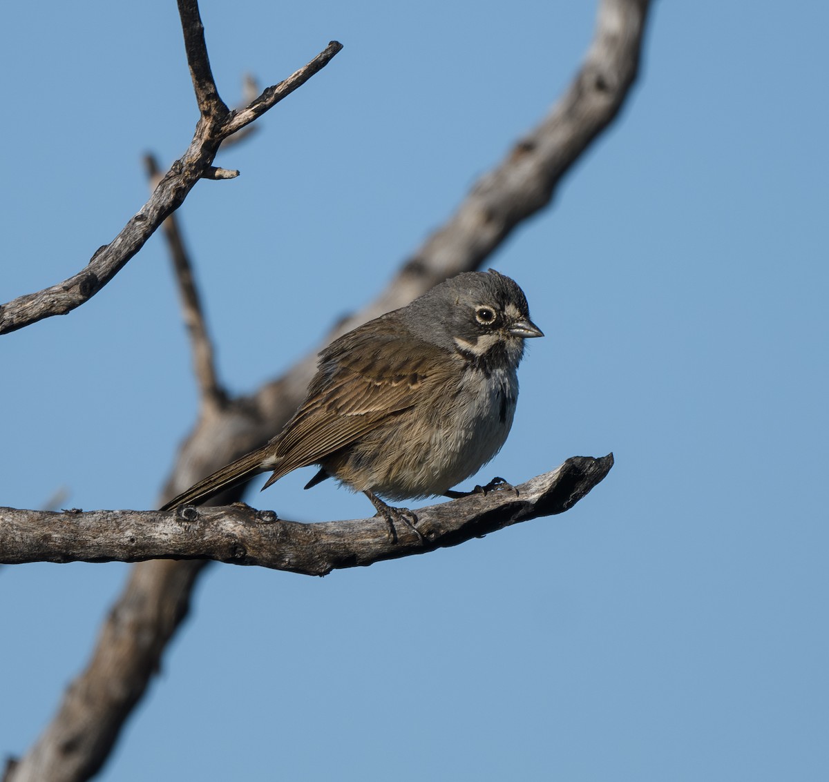 Bell's Sparrow - Joshua Greenfield