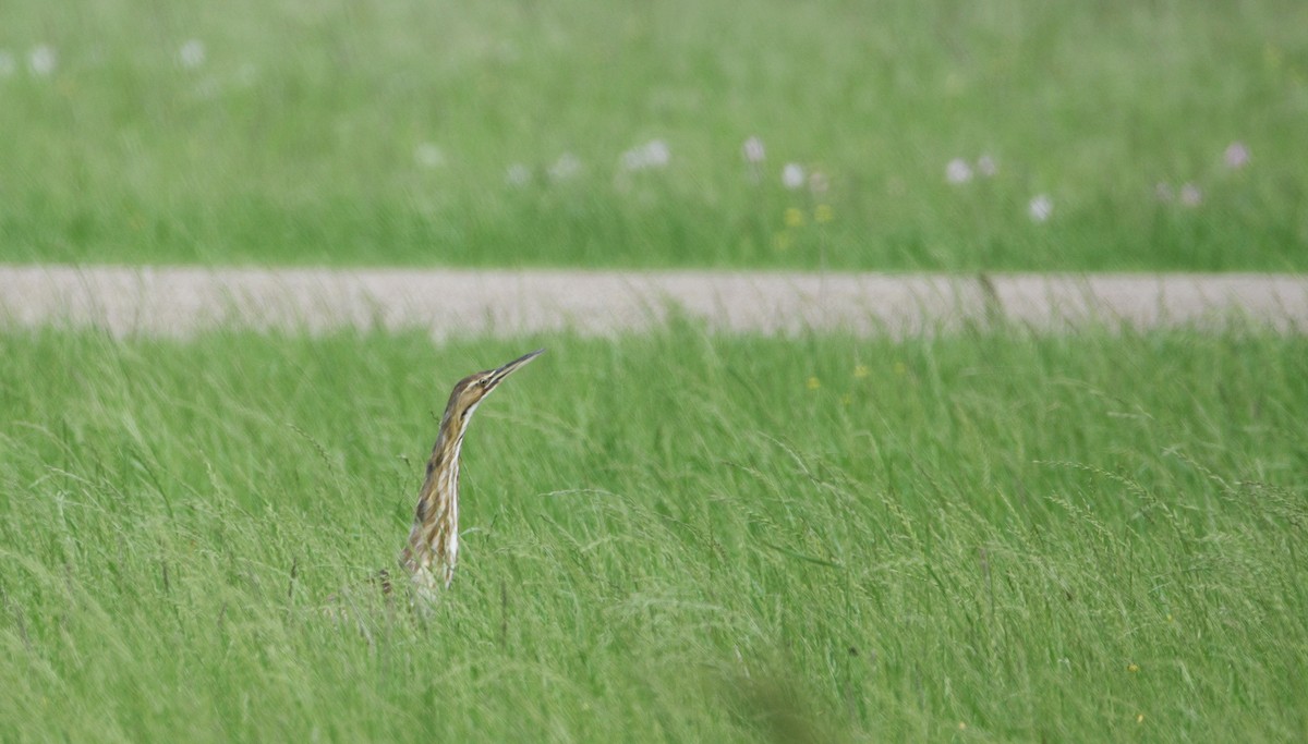 American Bittern - Ty Allen