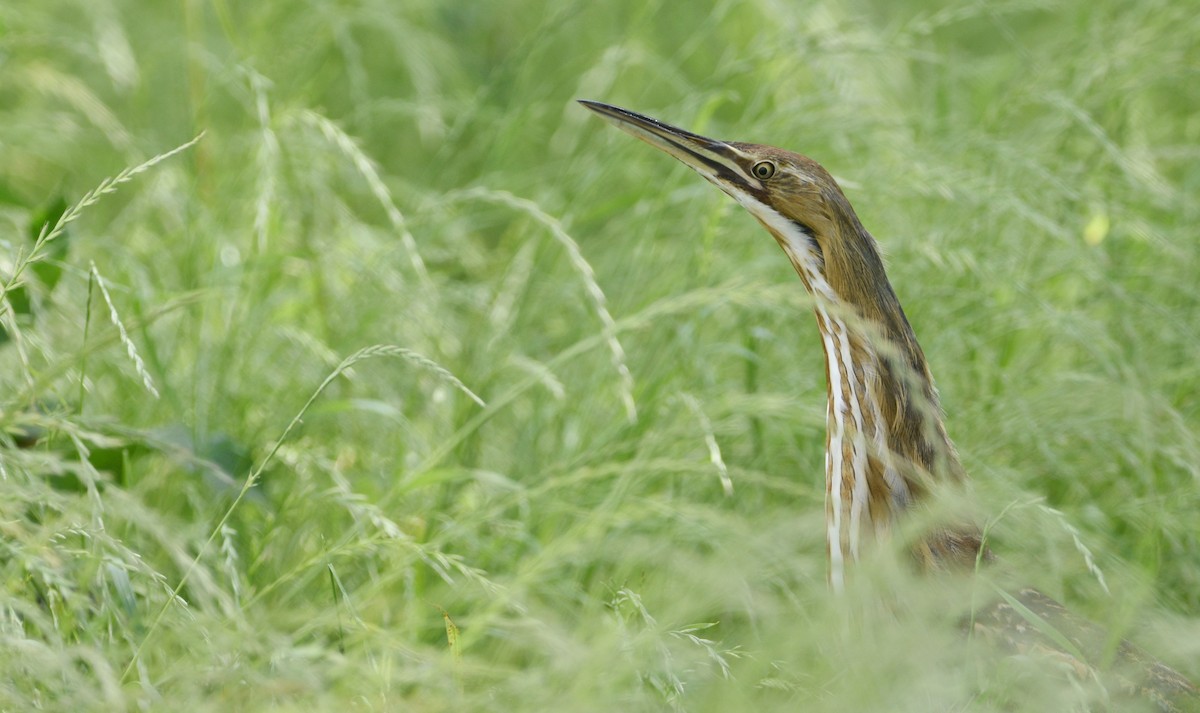 American Bittern - Ty Allen