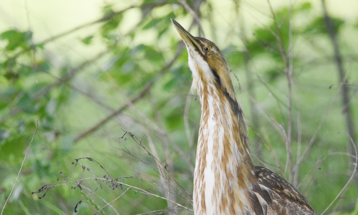 American Bittern - Ty Allen