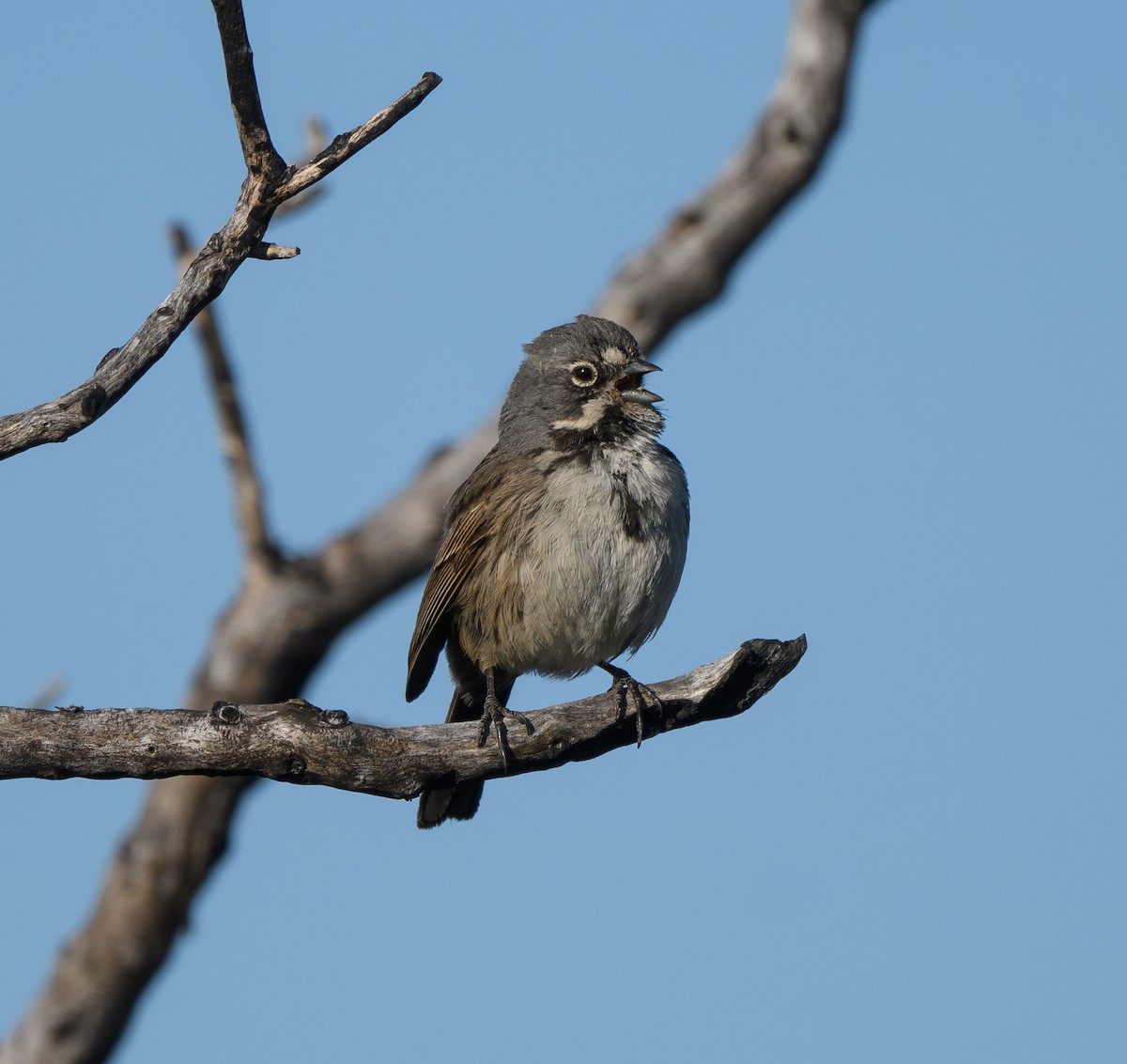 Bell's Sparrow - Joshua Greenfield