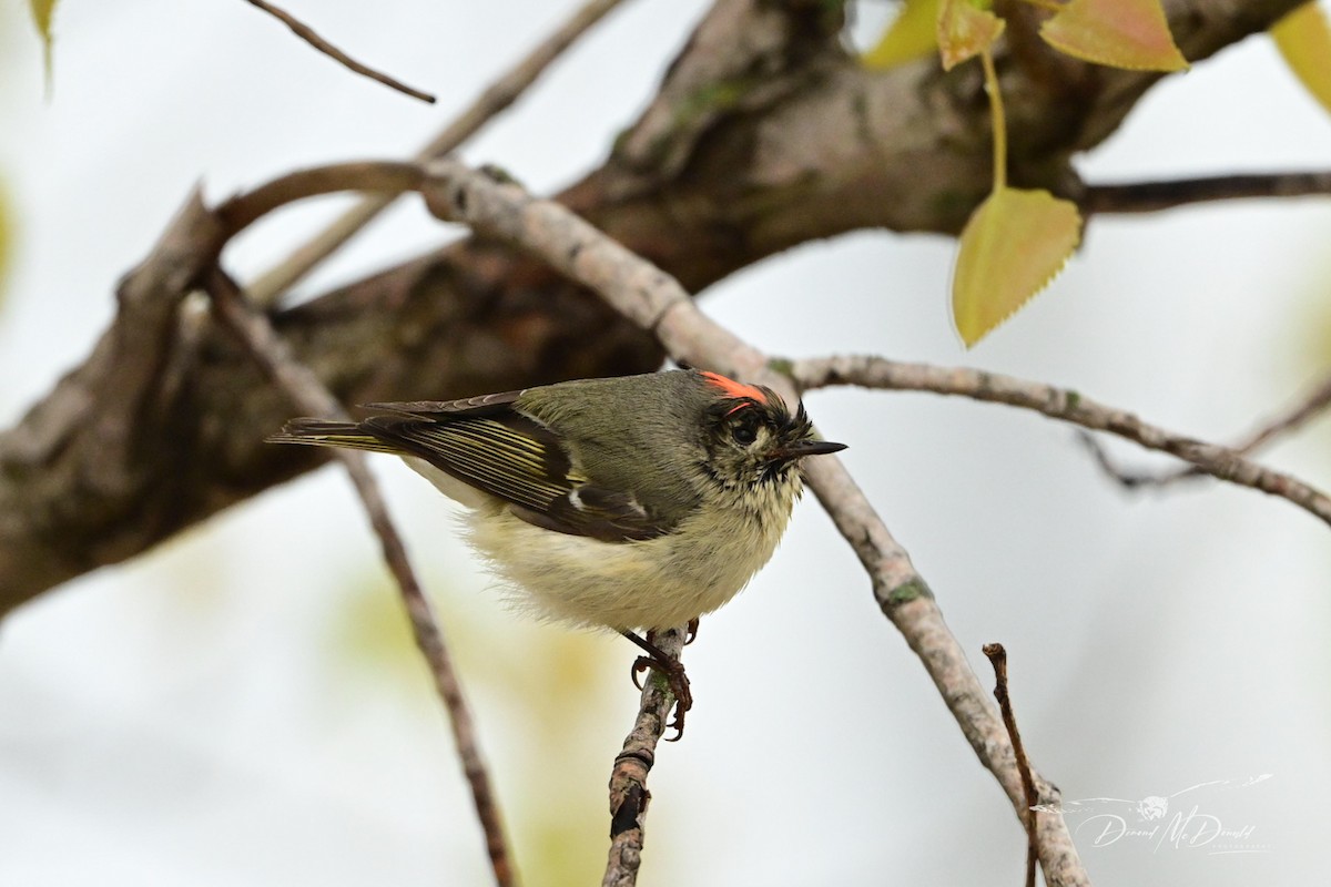 Ruby-crowned Kinglet - Demond McDonald