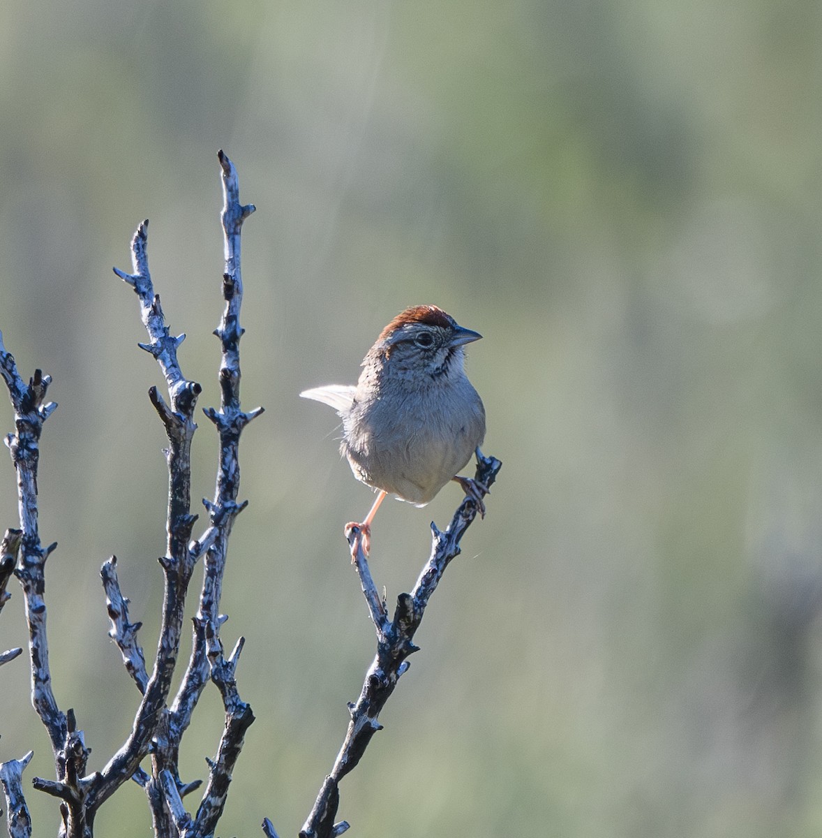 Rufous-crowned Sparrow - Joshua Greenfield