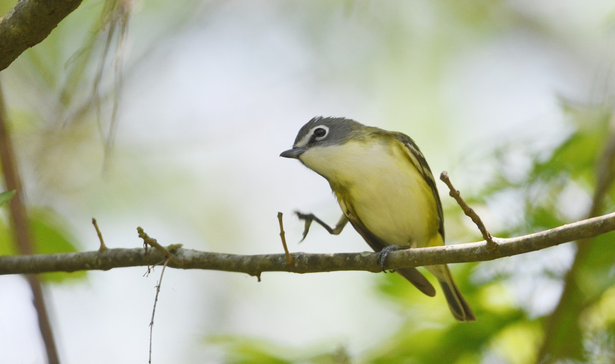 Mavi Başlı Vireo - ML618175601