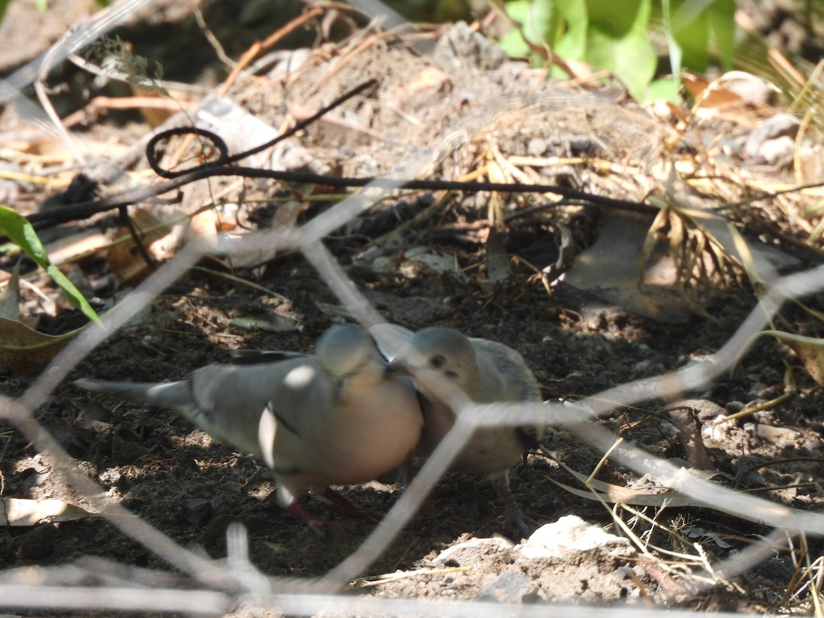 Picui Ground Dove - Iza Alencar