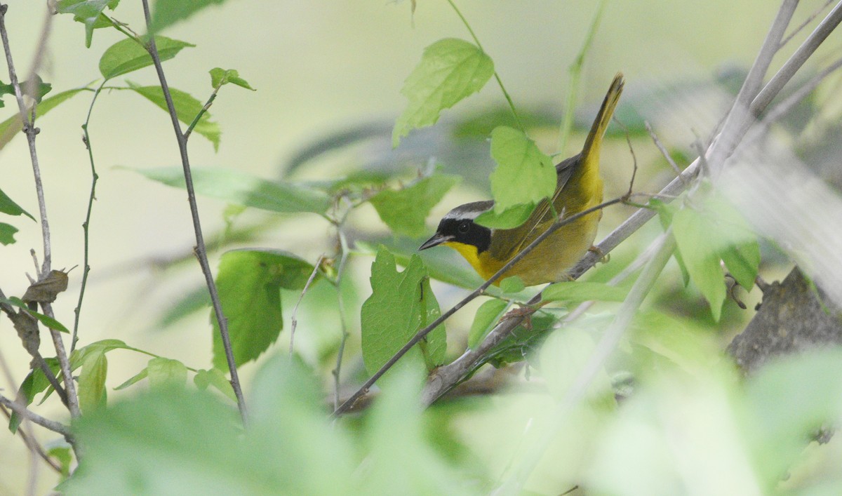 Common Yellowthroat - ML618175622