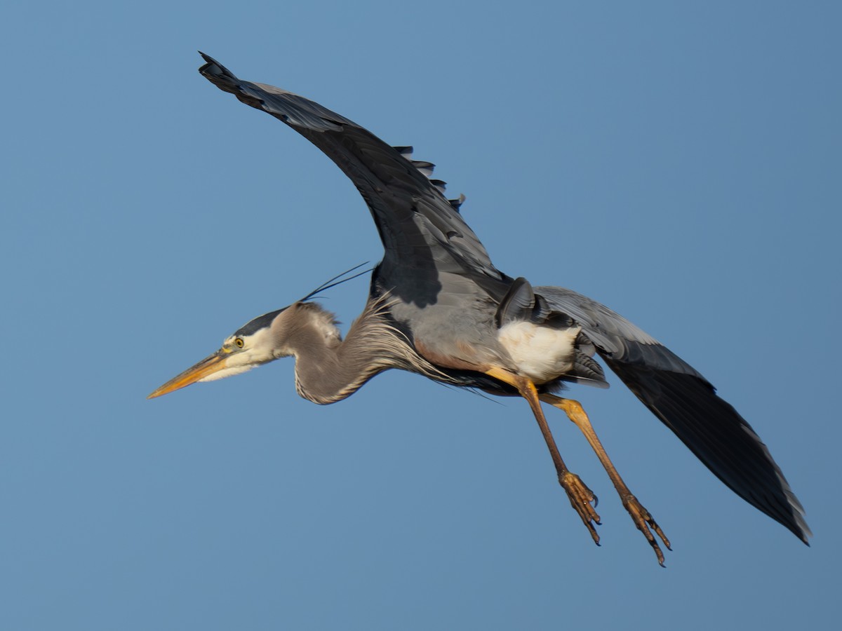 Great Blue Heron - ML618175679