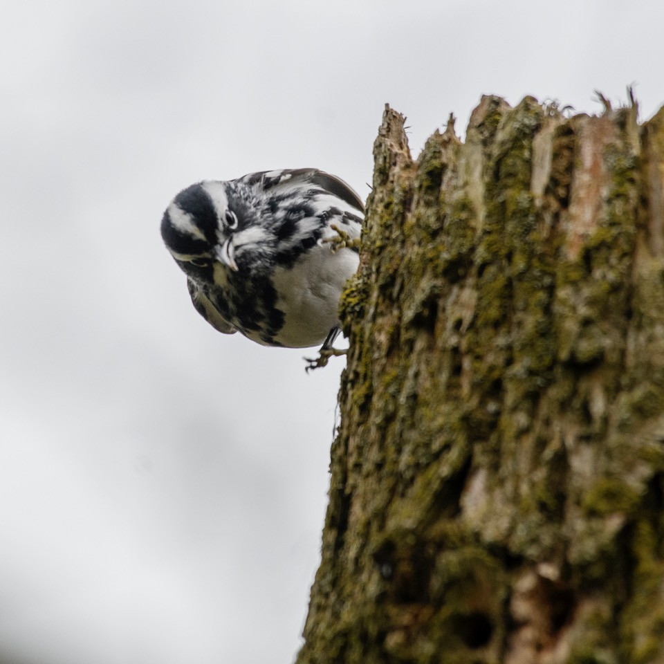 Black-and-white Warbler - Christine Andrews