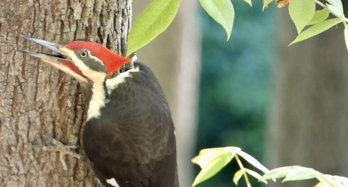 Pileated Woodpecker - Robert Pritt