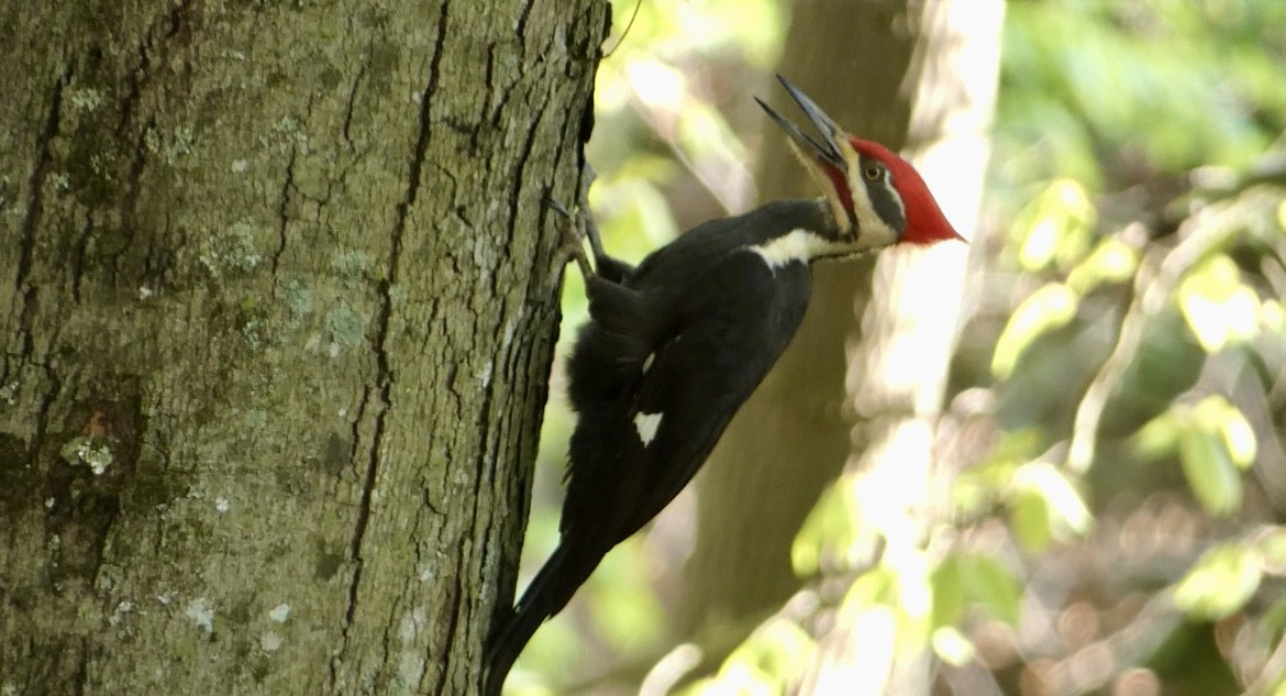 Pileated Woodpecker - Robert Pritt