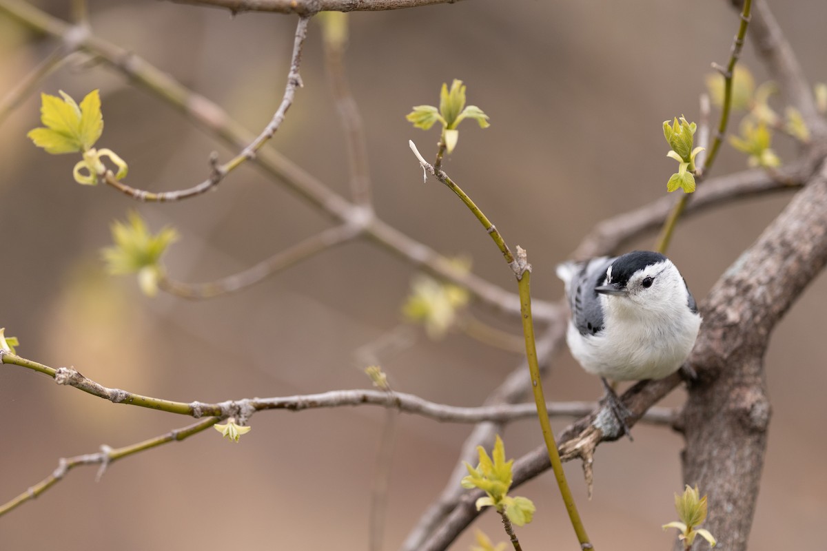 White-breasted Nuthatch - Karim Bouzidi