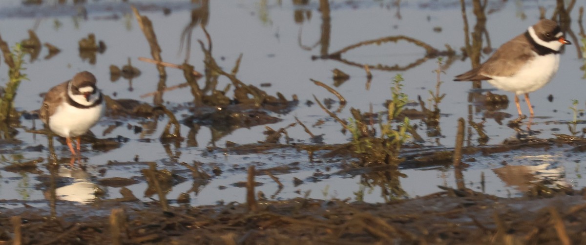 Semipalmated Plover - Michael Clay