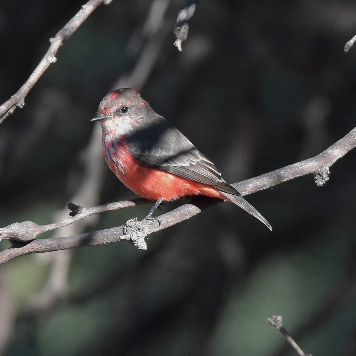 Vermilion Flycatcher - ML618175760