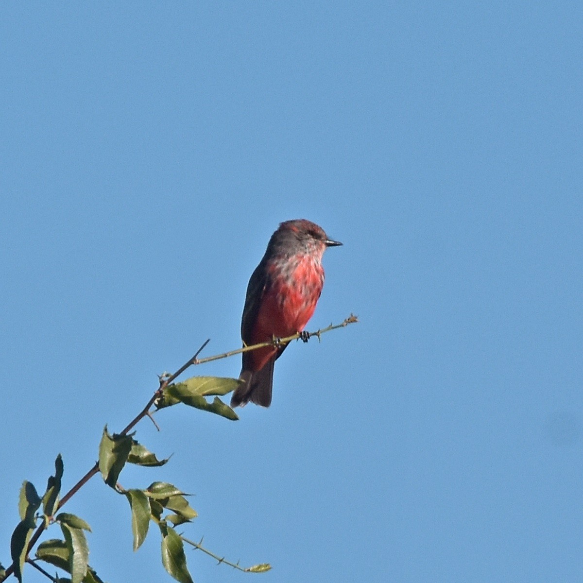 Vermilion Flycatcher - ML618175761