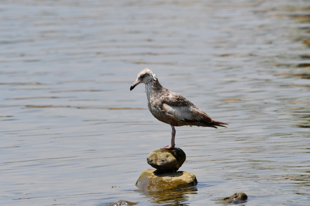 Herring Gull - Kevin Kelly