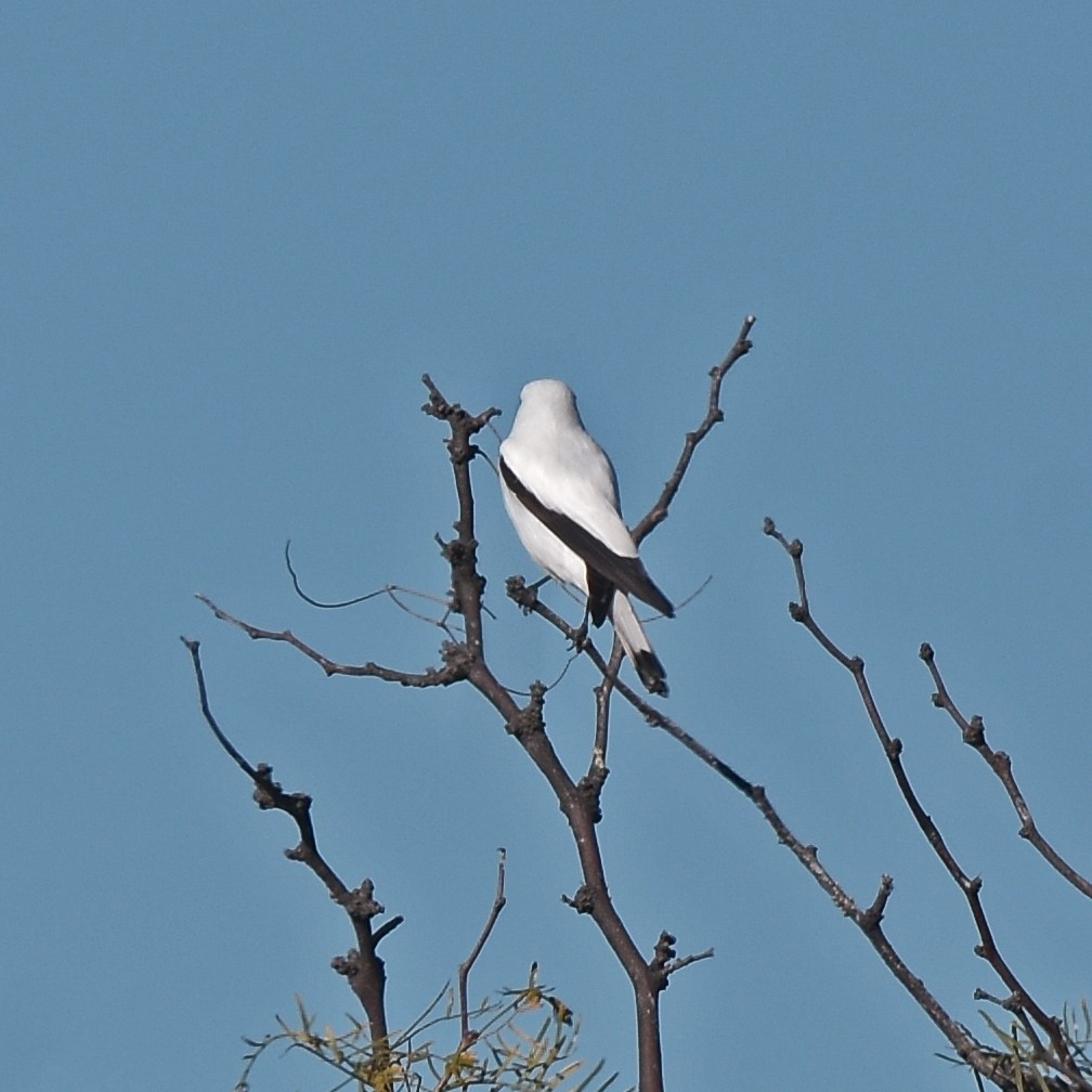 White Monjita - Carlos De Biagi