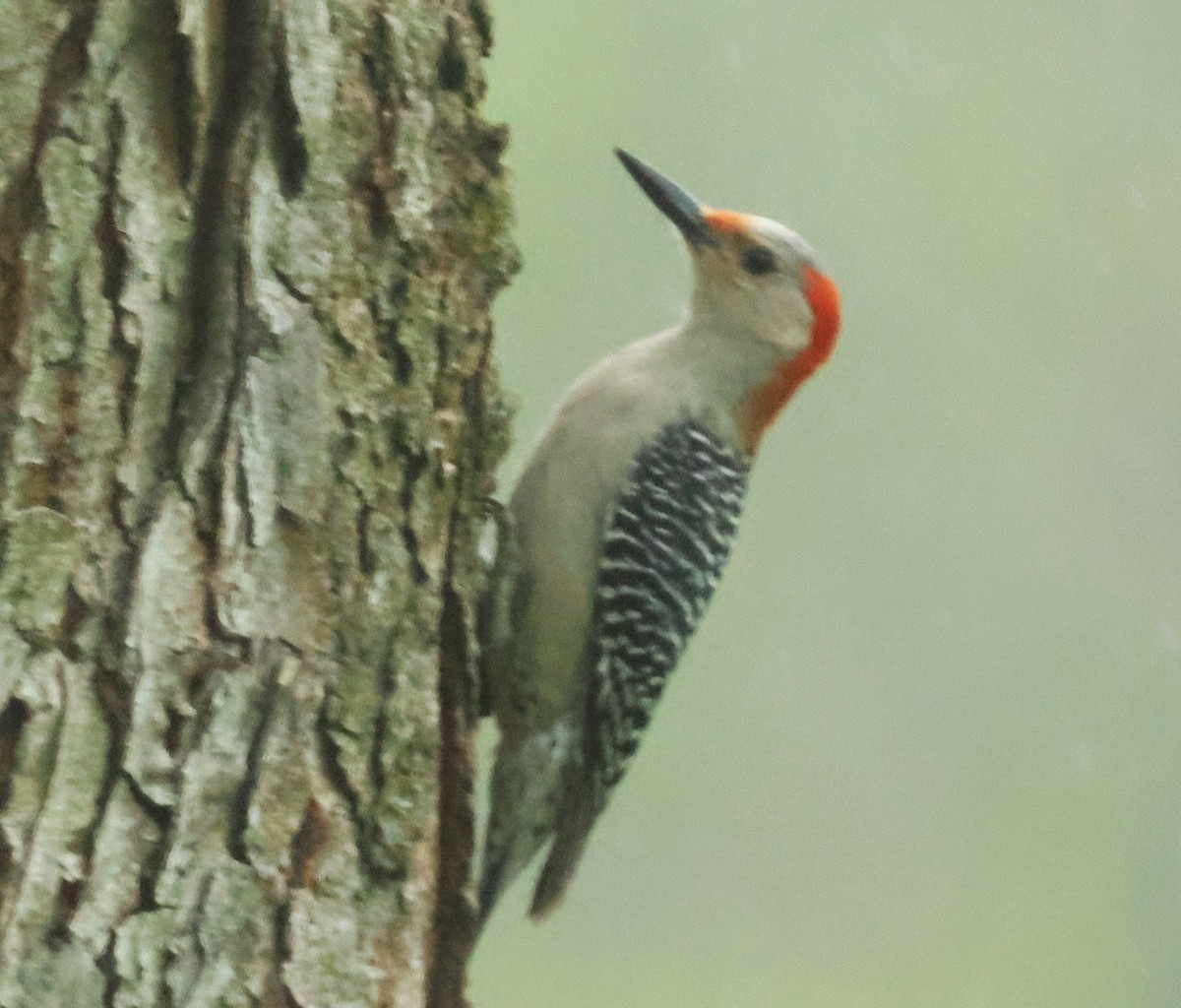 Red-bellied Woodpecker - Michael Clay