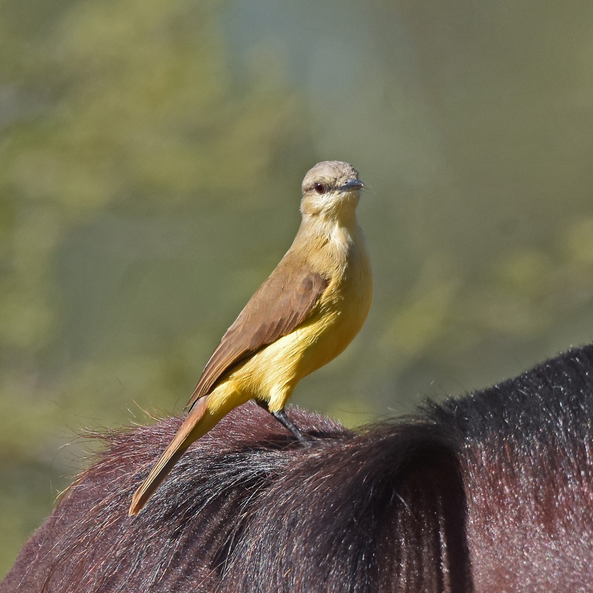 Cattle Tyrant - ML618175784