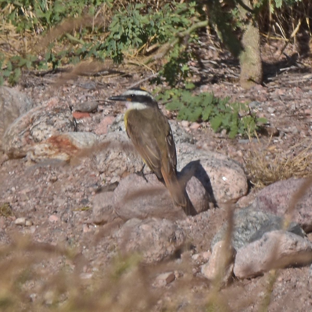 Great Kiskadee - ML618175792