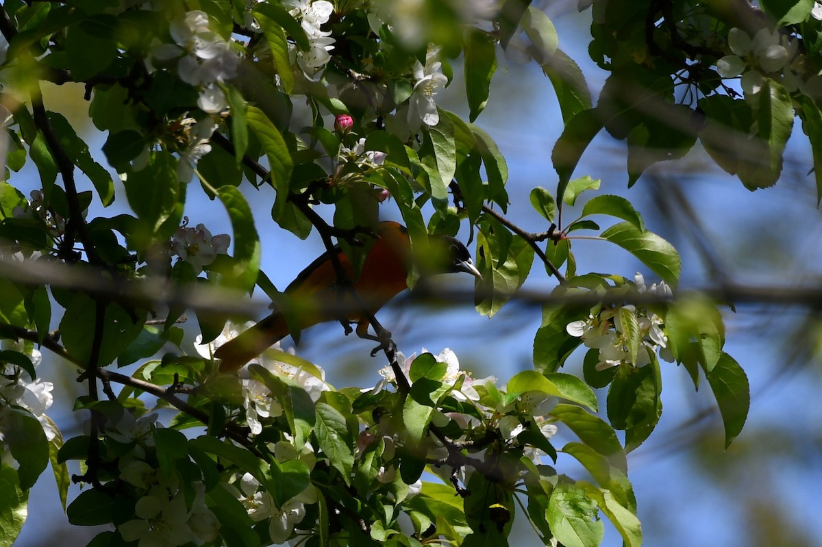 Baltimore Oriole - Kevin Kelly