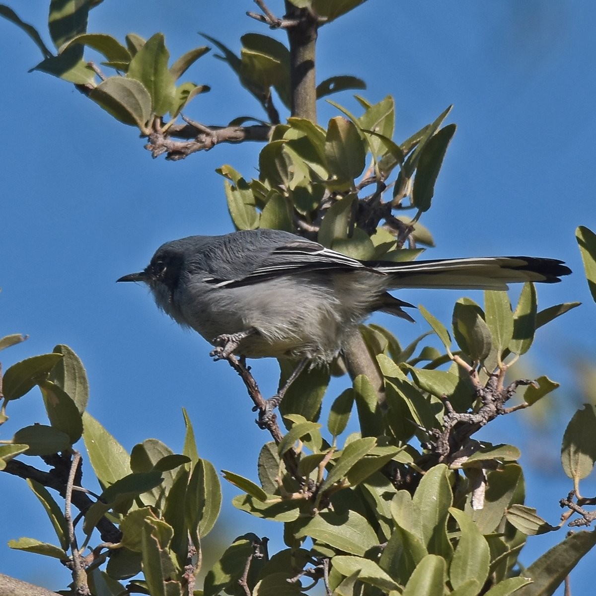 Masked Gnatcatcher - ML618175813