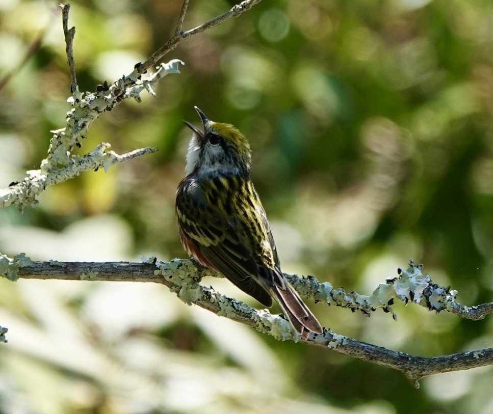 Chestnut-sided Warbler - Michael Plauché