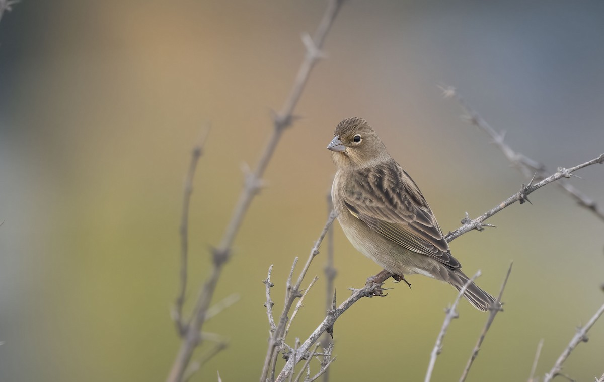 Grassland Yellow-Finch - Luis R Figueroa