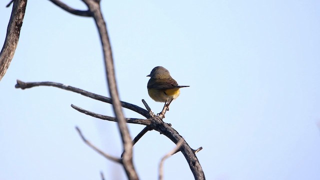 Nashville Warbler - ML618175837