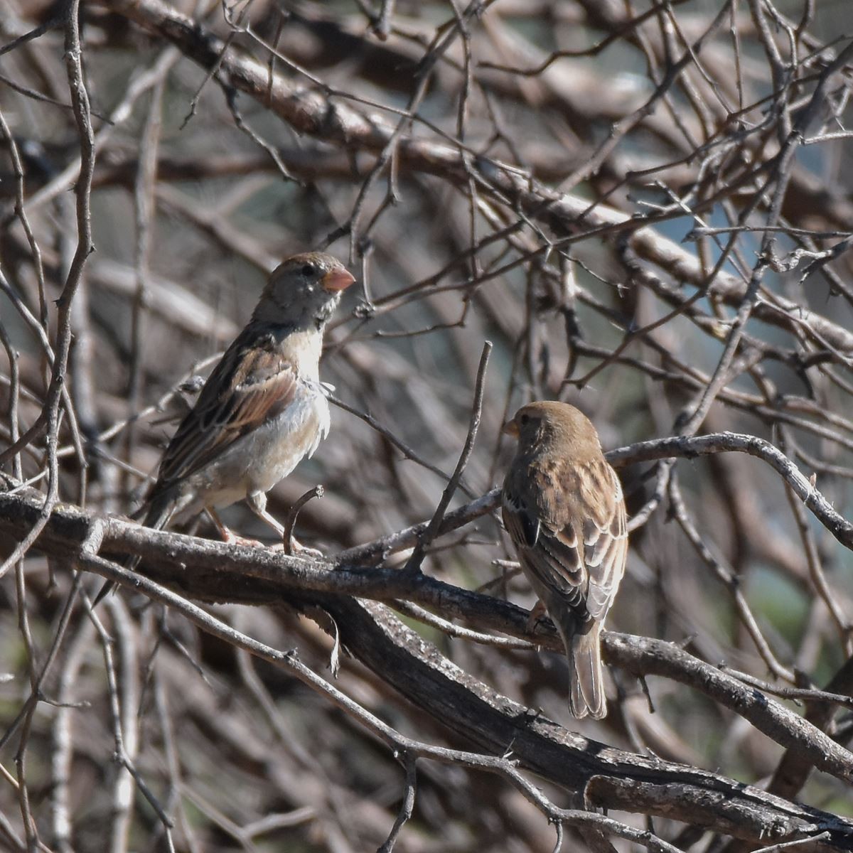 House Sparrow - ML618175844