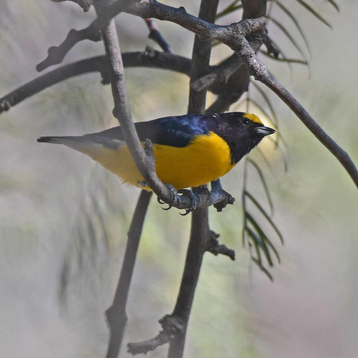 Purple-throated Euphonia - ML618175857