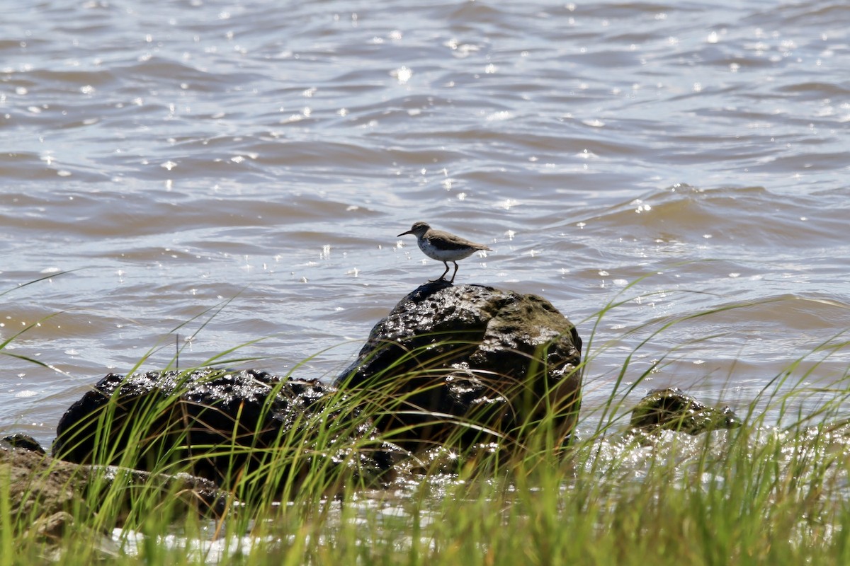 Spotted Sandpiper - ML618175865