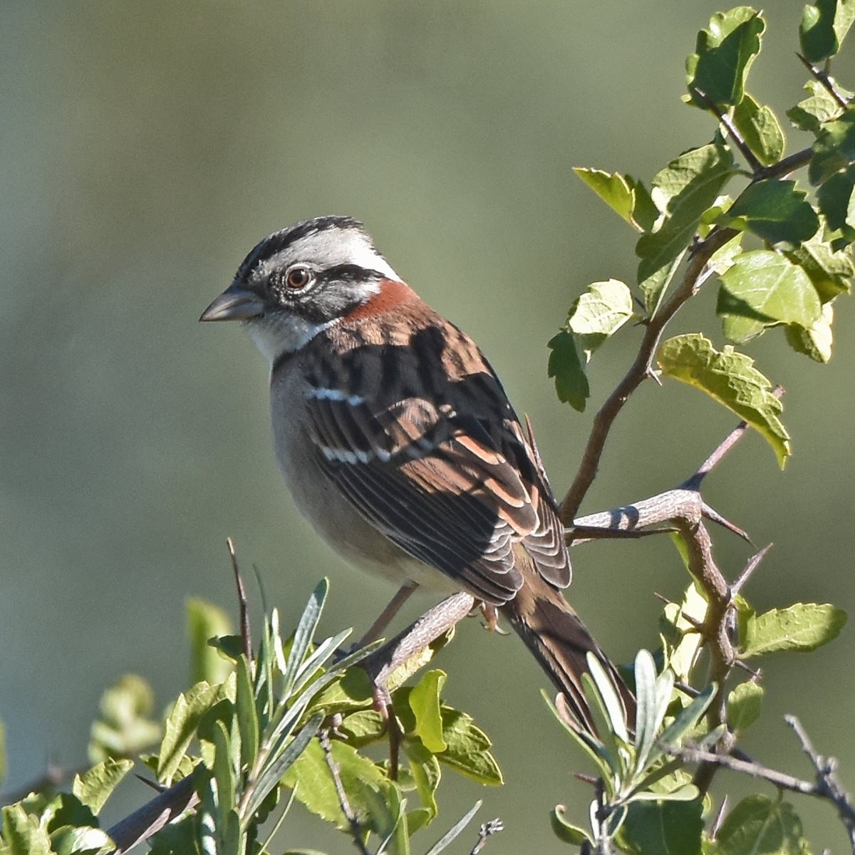 Rufous-collared Sparrow - ML618175871