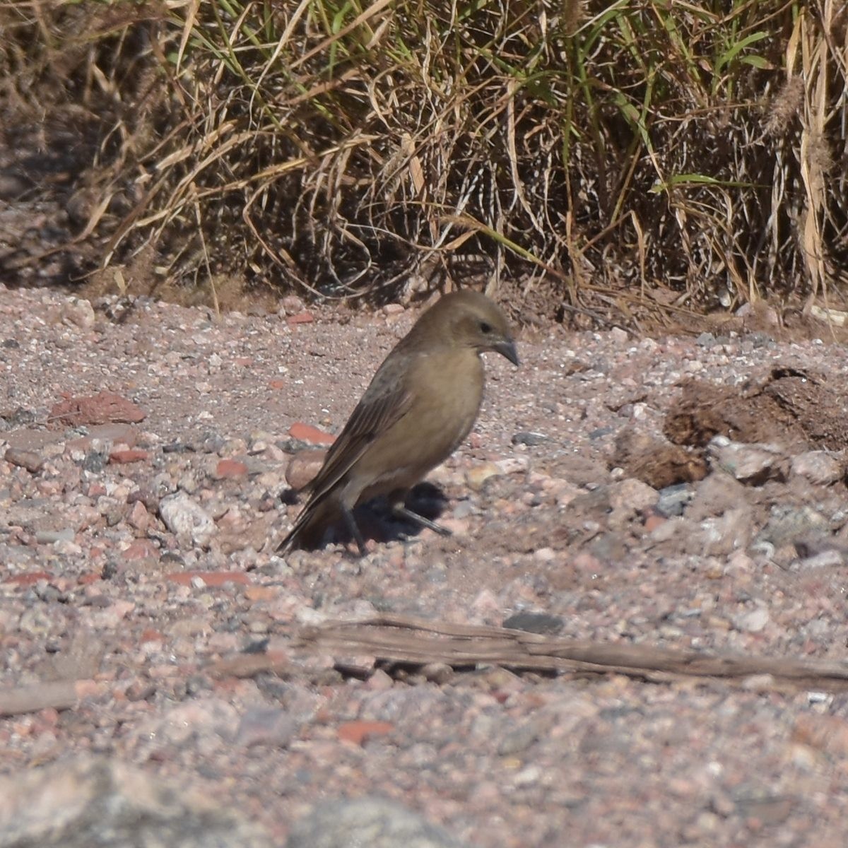 Shiny Cowbird - ML618175900