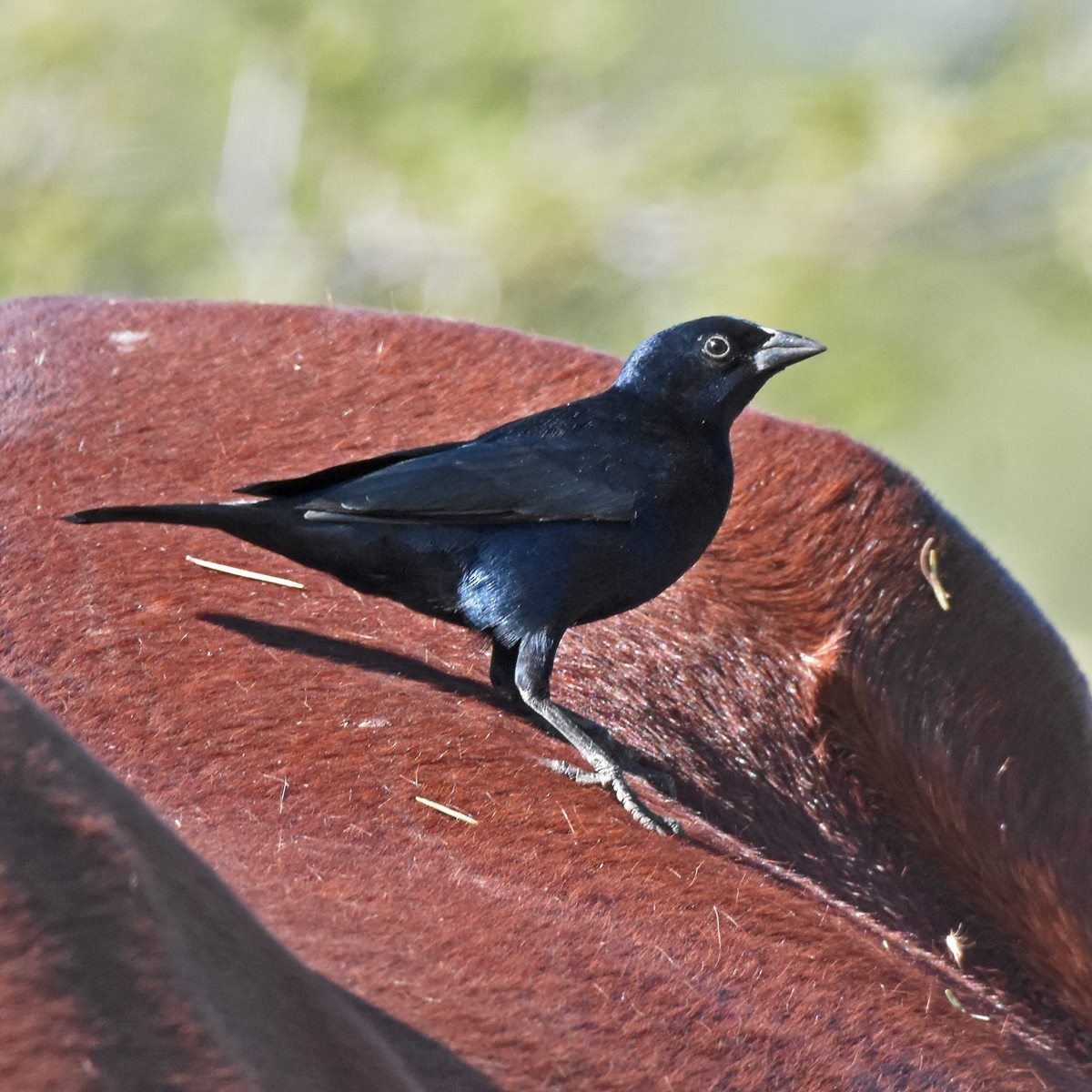 Shiny Cowbird - ML618175901