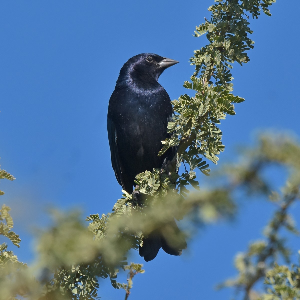 Shiny Cowbird - ML618175902