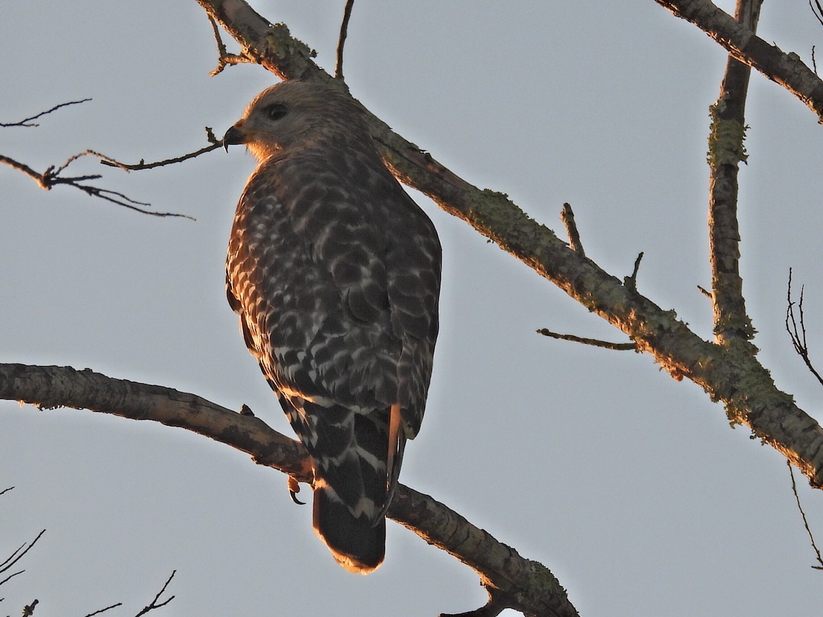 Red-shouldered Hawk - Bonnie Brown