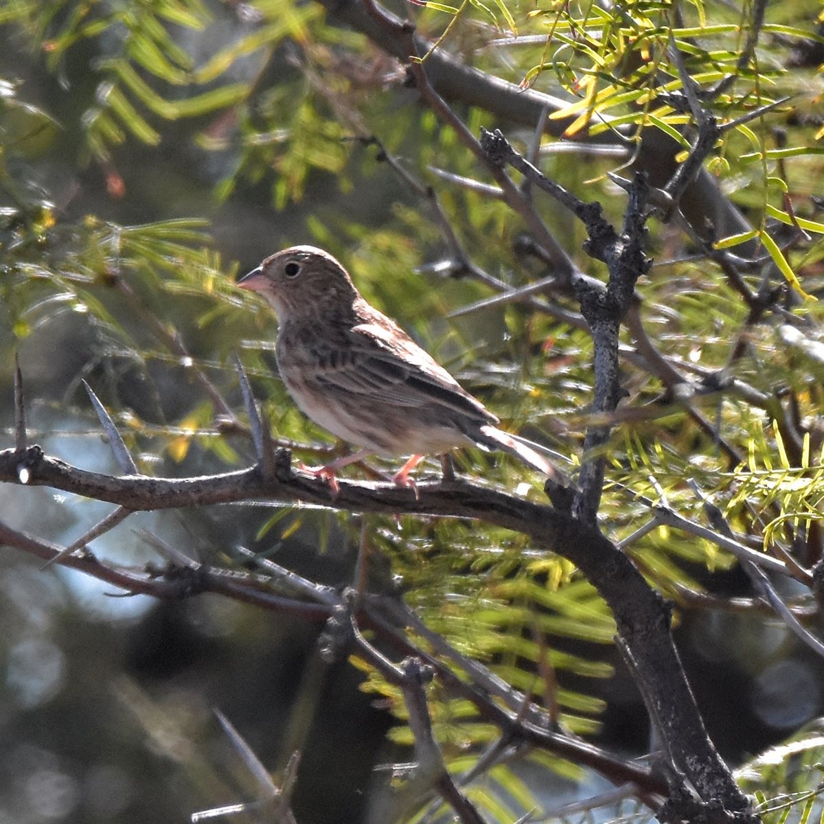 Carbonated Sierra Finch - Carlos De Biagi