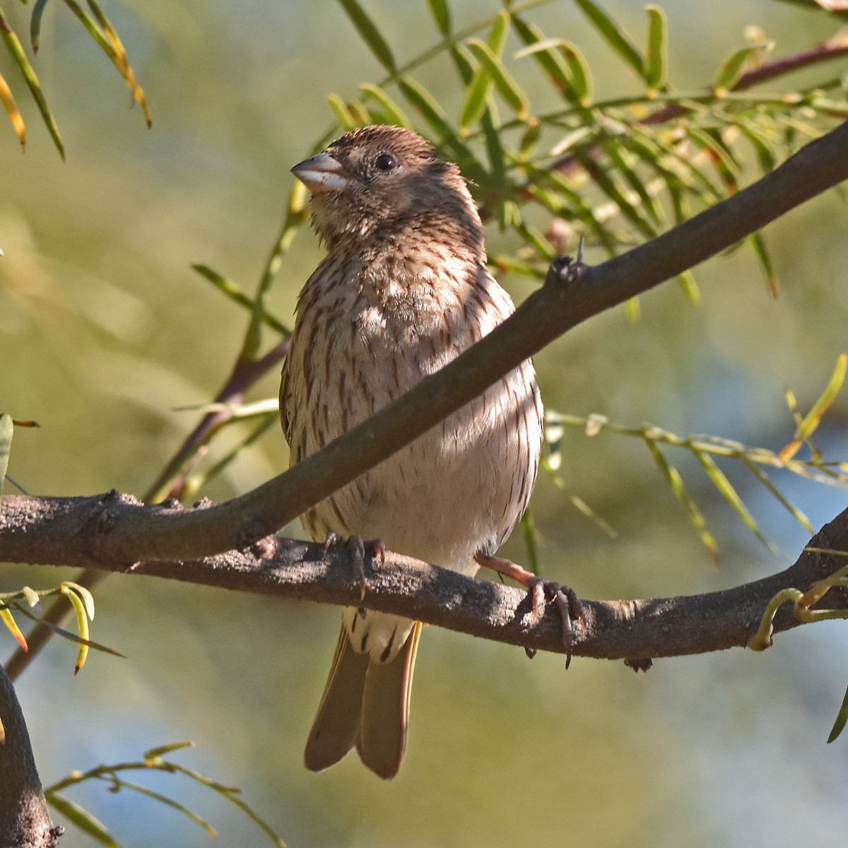 Saffron Finch - ML618175956